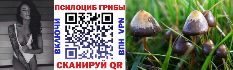 купить   Энем  Псилоцибиновые грибы ЛСД 